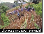 La production du maïs combinée avec les mesures pour la conservation des sols augmente la résilience d'un système agraire au Salvador (PASOLAC).