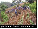 La producción del maíz combinada con las medidas para la conservación de los suelos aumenta la resiliencia de un sistema agrario en El Salvador (PASOLAC).