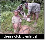 Family preparing leopard stricken by a car in Northern Congo. The meat will be eaten by the family, the fur will have to be given to the Authorities. Photo: J. Blaser, 2002, Pokola, Congo