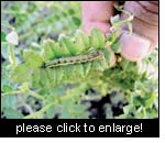 Is biotechnology the right means to fight serious insect pests like the pod borer (Helicoverpa armigera)?
