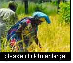 Farmers assessing Participatory Varietal Selection (PVS) trials, forest zone, The Gambia.