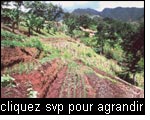 Système diversifié de gestion durable des terroirs qui combine la culture en terrasse avec des méthodes agroforestières, Mont Uluguru, Tanzanie.