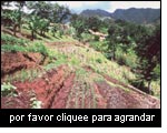Sistema de manejo sostenible de la tierra que combina el cultivo en terrazas y la asociación de cultivos agrícolas con especies arbóreas, montes Uluguru, Tanzania.
