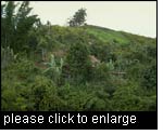 Tanimboly, traditional agroforestry system in Madagascar. (Photo by Peter Messerli)