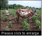 This farmer is working his organic cotton field with an oxen-drawn harrow to remove weeds and loosen the soil. Maikaal organic cotton project, India.