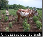 Un paysan travaille son champ de coton biologique avec une herse tirée par des boeufs pour enlever les mauvaises herbes et aérer la terre. Maikaal, Inde, projet de coton biologique.