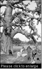 Traditional knowledge should be the starting point for designing sustainable production schemes but it does not mean that scientific research is not needed for some important species (shown here a baobab). 