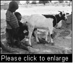 Livestock products are a source of valuable animal protein and can provide additional income. Milking of a goat, Southern Sudan.