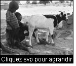 Les produits de source animale sont précieux en protéines et peuvent constituer une source bienvenue de revenus supplémentaires. Traite d'une chèvre, Soudan du sud.