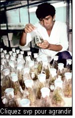 La population locale devrait bénéficier des résultats de recherches sur ses ressources phytogénétiques. Un technicien observe des cultures en laboratoire au Centre International de la pomme de terre à Lima, Pérou.