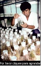 La población local debería beneficiarse con los resultados de las investigaciones hechas en sus recursos fitogenéticos. Los técnicos observan los cultivos en el laboratorio de cultura de tejidos del Centro Internacional de la Pata, Lima, Perú. 