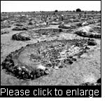 Half moons on a compact surface area, Niger. Mulching increases infiltration and soil biology, and reduces evaporation.