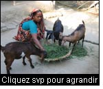 Grâce à l’élevage, les paysans (ici au Bangladesh) peuvent améliorer leur alimentation et réaliser un revenu supplémentaire. (Photo : Annet Witteveen, Intercooperation)