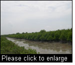 Mangrove restoration project to bolster shoreline protection, district of Deli Serdang, Northern Sumatra, Indonesia. (Photo: James Gasana, Intercooperation)