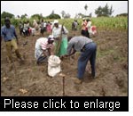 Farmer group harvesting a “select the best” demonstration trial, Njoro, Kenya. (Photo: P. Gildemacher)