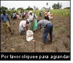 Un grupo de agricultores de Njoro, Kenia, cosechando papas en un ensayo de demostración de “selección positivas” (Foto: P. Gildemacher)