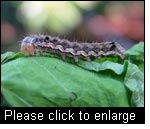 The African bollworm (Helicoverpa armigera) is a pest of major importance in Africa. It attacks a variety of food, fibre, oilseed, fodder and horticultural crops. However, various biological control methods are available. (Photo: A. M. Varela, icipe)