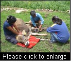 Qamayoq enseignant la pose d’une attelle de la jambe à une vache blessée. (Photo : Projet MASAL, Pérou, 2007)