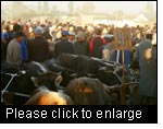 If the use of an animal breed proves profitable for the farmer, it will be preserved. Cattle market in Kirgistan. (Photo: Johanna Dürst) 