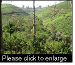 Sustainable production methods assure the supply of agricultural goods in the long-term. Tea plantation in India. (Photo: Andreas Stämpfli)