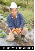 Un paysan cultive des fraises biologiques au Nicaragua. (Photo : Manuel Fandiño)