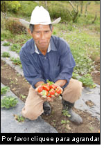 Producción orgánica de fresas en Nicaragua. (Foto: Manuel Fandiño)