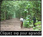 De telles plantations de Teak, Kegalu -  Comté de Yei au Soudan, ont été privées d’opérations sylvicoles au cours des récents 22 ans de guerre civile (Photo : UNEP, 2006). 