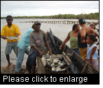 Mangrove forests protect the coastline and support the livelihood of artisanal fishing communities. (Photo: Falguni Guharay)