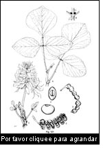 Familia: fabáceas; nombre científico: Erythrina abyssinica